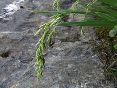 Poa novae-zelandiae