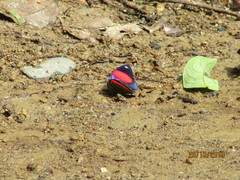 Catagramma hystaspes