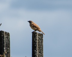 Agelaioides fringillarius
