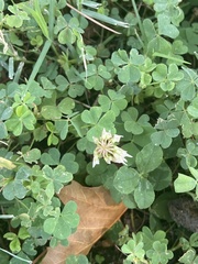 Trifolium repens