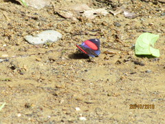 Catagramma hystaspes