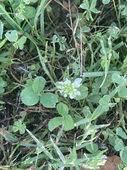 Trifolium repens
