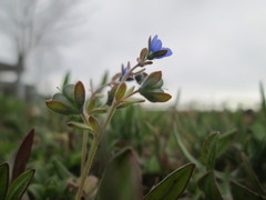 Veronica triphyllos
