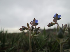 Veronica triphyllos
