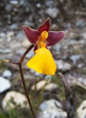 Cyrtochilum aureum