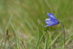 Campanula herminii