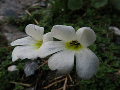 Ourisia caespitosa