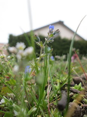 Veronica triphyllos