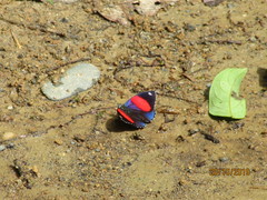 Catagramma hystaspes