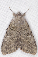 Catocala habilis
