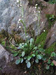 Cardamine dimidia