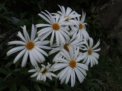 Dolichoglottis scorzoneroides