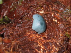 Clitocybula azurea
