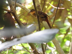 Automolus ochrolaemus