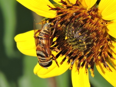 Palpada vinetorum