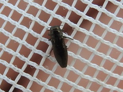 Taphrocerus