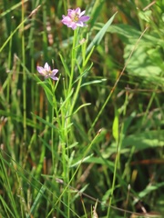 Polygala polygama obtusata