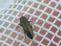 Taphrocerus