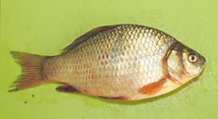 Carassius carassius
