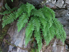 Polystichum cystostegium