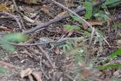 Aspidoscelis lineattissimus