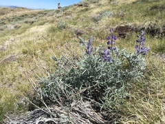 Lupinus argenteus montigenus