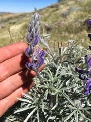 Lupinus argenteus montigenus