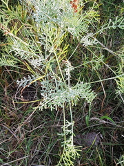Artemisia santonicum