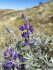 Lupinus argenteus montigenus