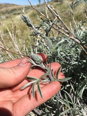 Lupinus argenteus montigenus
