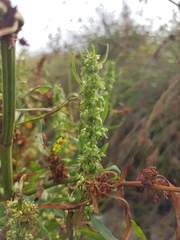 Rumex stenophyllus