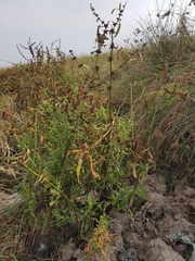 Rumex stenophyllus