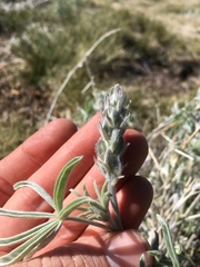 Lupinus argenteus montigenus