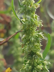 Rumex stenophyllus