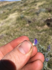 Lupinus argenteus montigenus