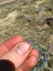 Lupinus argenteus montigenus