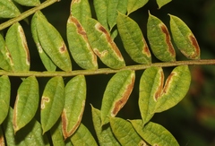 Phytoliriomyza jacarandae