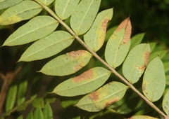 Phytoliriomyza jacarandae