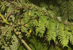 Phytoliriomyza jacarandae