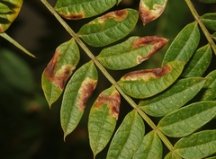 Phytoliriomyza jacarandae