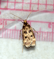 Martyringa latipennis