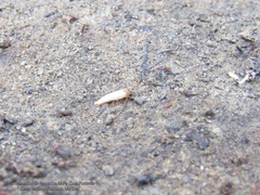 Lepisma