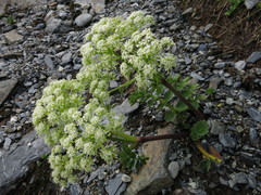 Anisotome pilifera