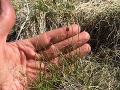 Carex filifolia