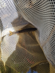 Salvelinus fontinalis image