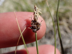 Carex filifolia