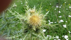 Cirsium parryi