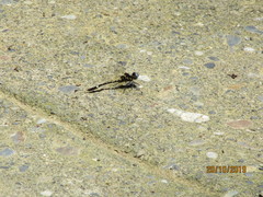 Macrothemis pseudimitans