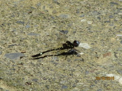 Macrothemis pseudimitans