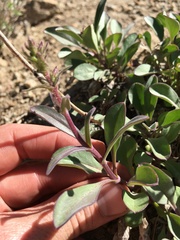 Penstemon papillatus